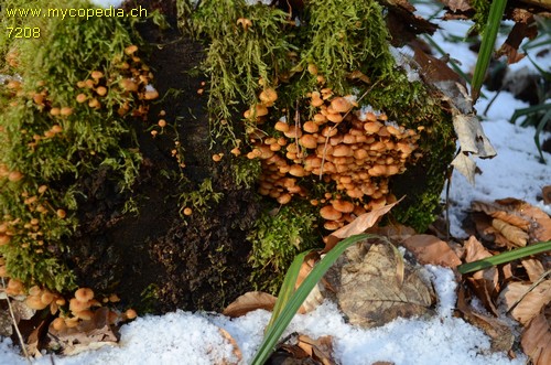 Xeromphalina campanella - 