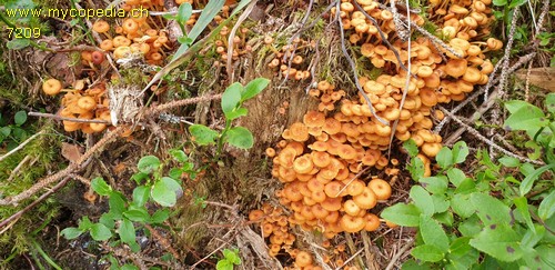 Xeromphalina campanella - 