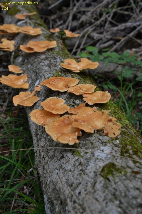 Polyporus alveolaris - 