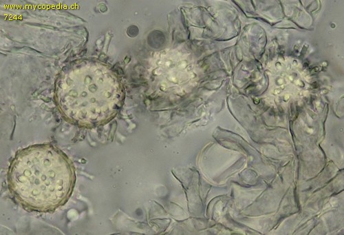 Choiromyces meandriformis - Sporen - 