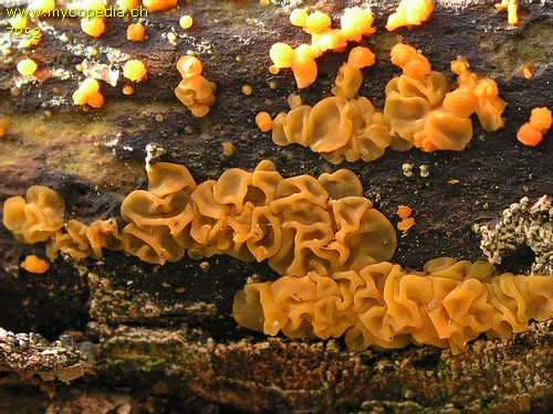 Dacrymyces chrysospermus - 