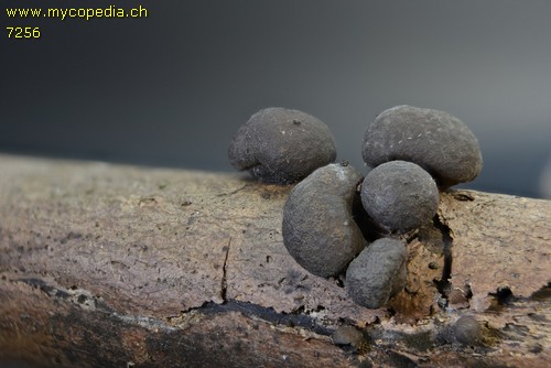 Daldinia concentrica - 