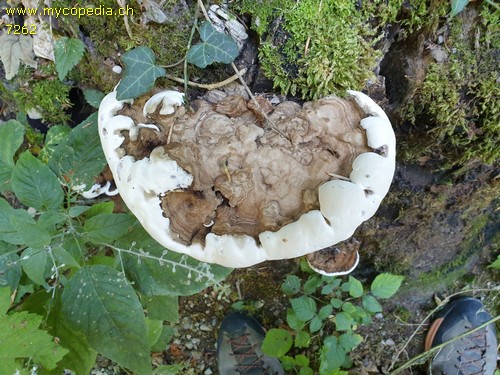 Ganoderma applanatum - 