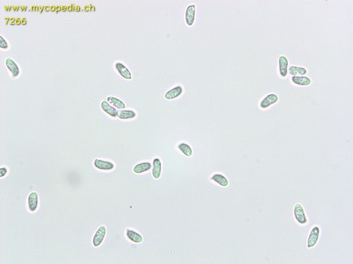 Neolentinus adhaerens - 