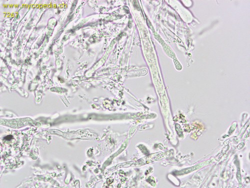 Neolentinus adhaerens - Pleurozystiden - 