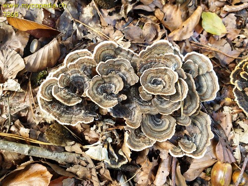 Trametes versicolor - 