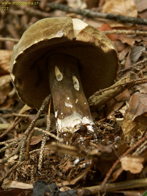 Porphyrellus porphyrosporus - 