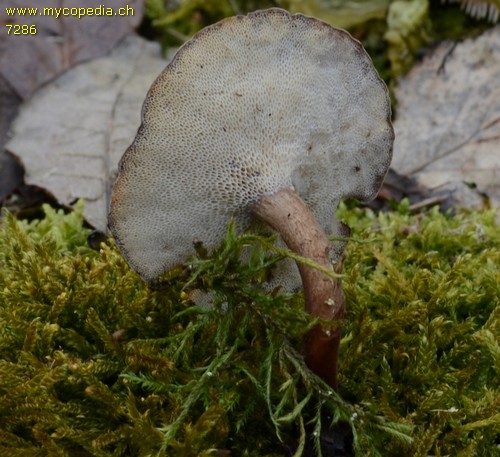 Polyporus brumalis - 