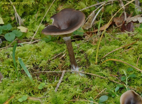 Pseudoclitocybe cyathiformis - 