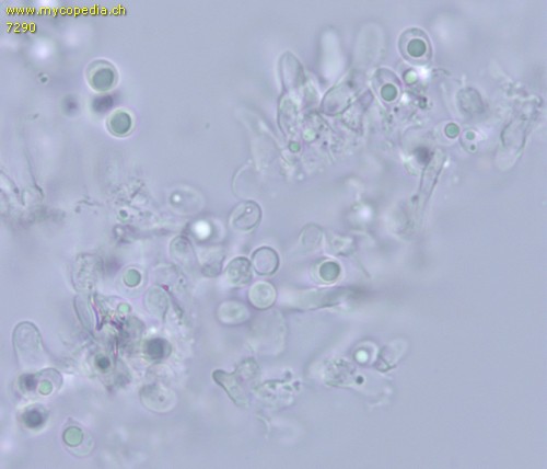 Lyomyces sambuci - Sporen - Wasser  - 