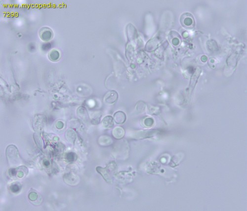 Lyomyces sambuci - Sporen - Wasser  - 