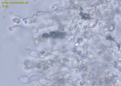 Xylodon sambuci - Leptozystiden - Wasser  - 