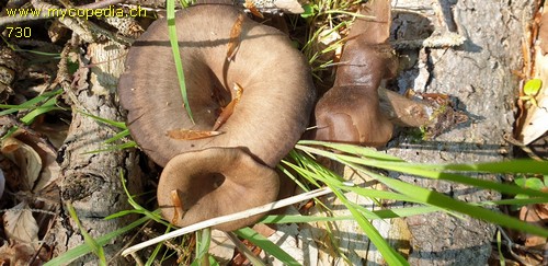 Pseudoclitocybe cyathiformis - 