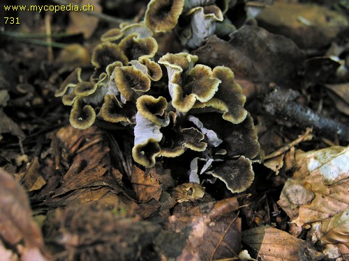 Pseudocraterellus sinuosus - 