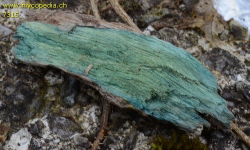 Chlorociboria aeruginascens - 