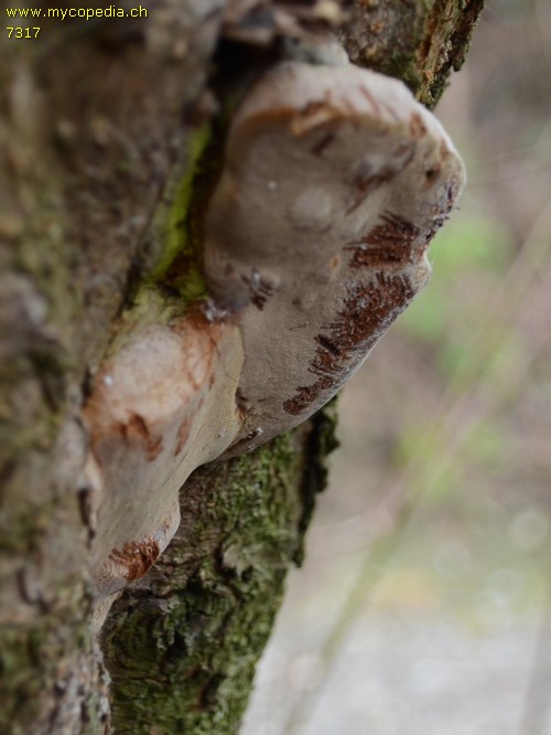 Phellinus tuberculosus - 