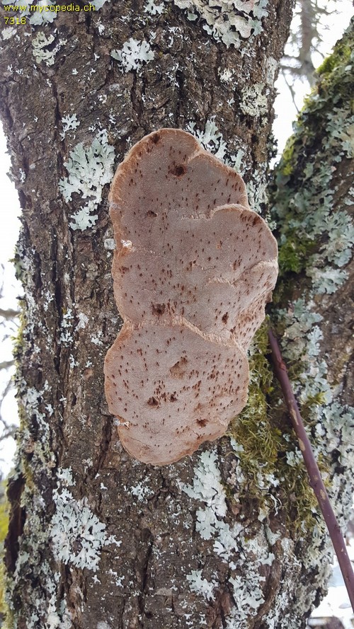 Phellinus tuberculosus - 