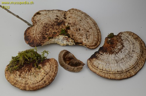 Coriolopsis gallica - 