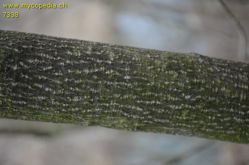 Rhamnus frangula - 