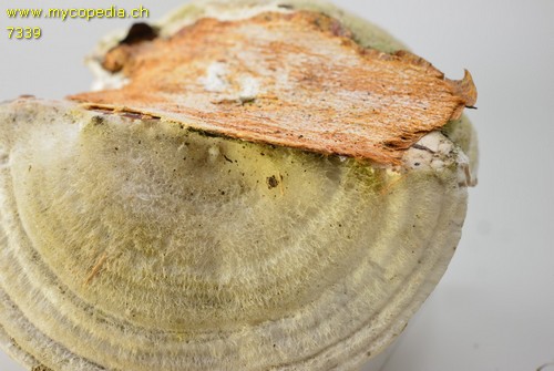 Trametes hirsuta - 