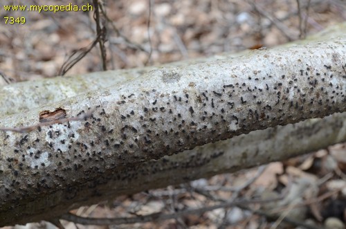 Eutypella cerviculata - 