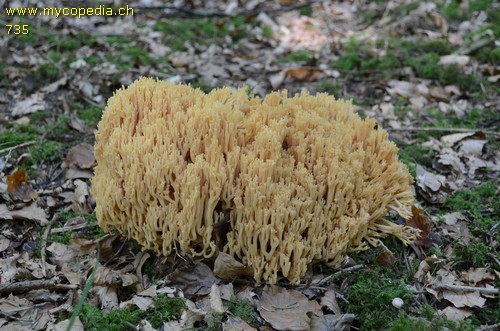 Ramaria flavescens - 