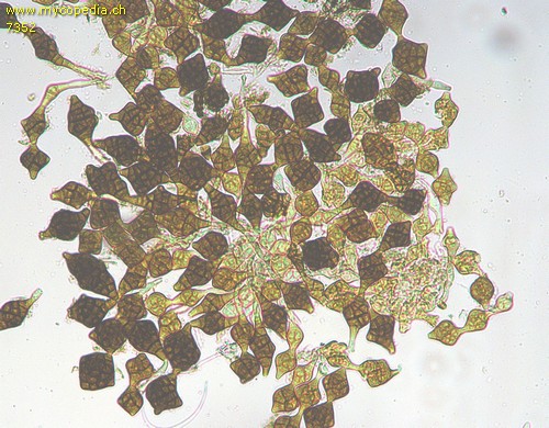 Phragmotrichum chailletii - 