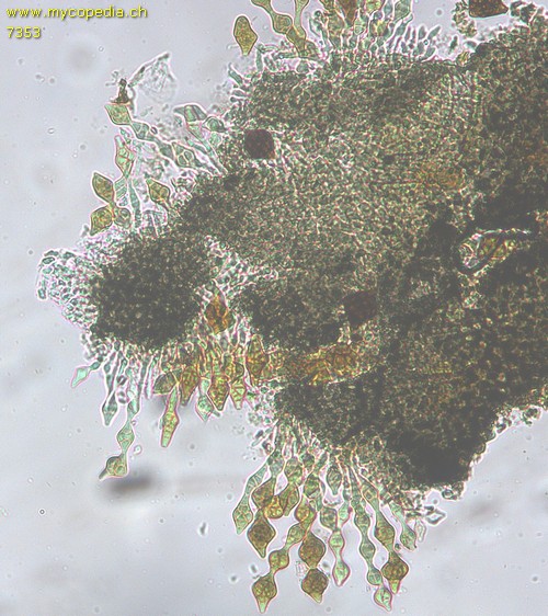 Phragmotrichum chailletii - 