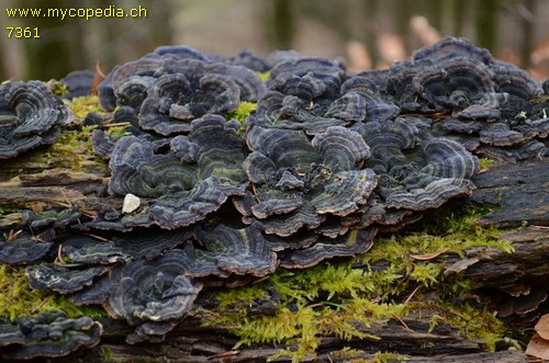 Trametes versicolor - 