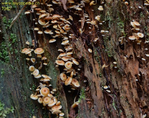 Xeromphalina campanella - 