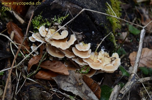 Trametes pubescens - 