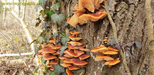 Flammulina velutipes - 