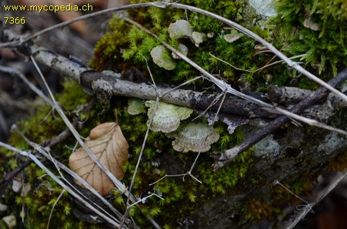 Schizophyllum commune - 