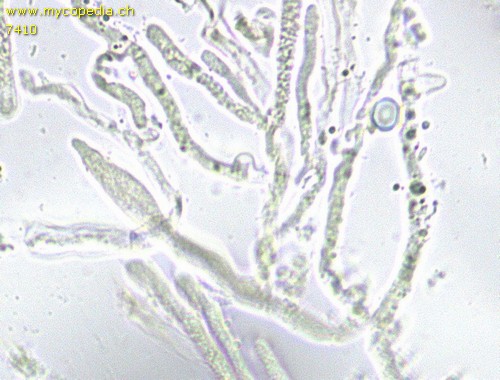 Cylindrobasidium evolvens - Lepotozystide - 