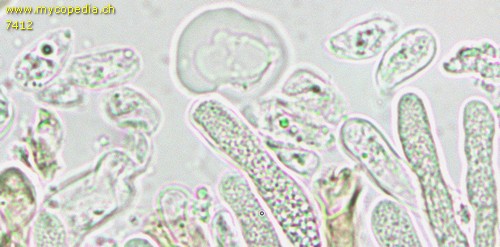 Cylindrobasidium evolvens - Sporen - 