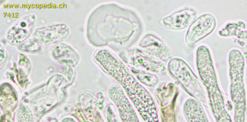 Cylindrobasidium evolvens - Sporen - 