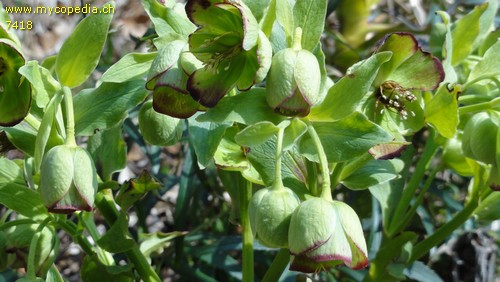 Helleborus viridis - 