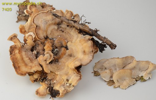 Trametes ochracea - 