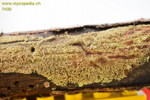 Trichoderma - 