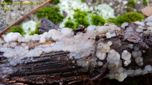 Tremella globispora - 