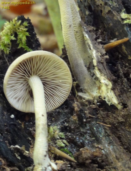 Psathyrella spadiceogrisea - 