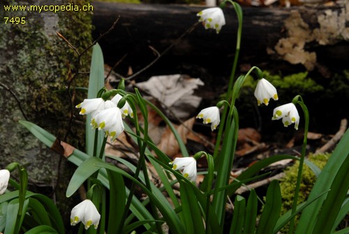 Leucojum vernum - 