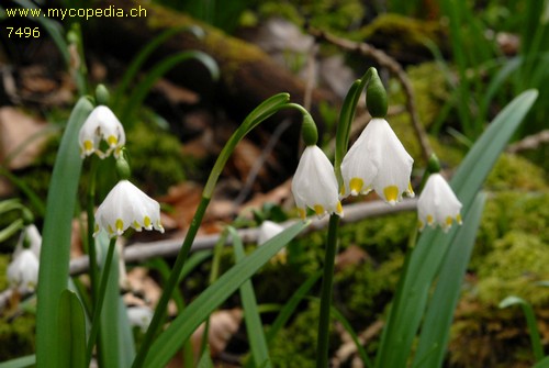 Leucojum vernum - 