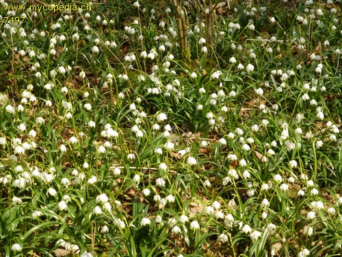 Leucojum vernum - 