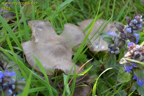 Entoloma sepium - 