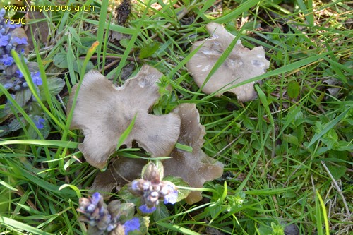 Entoloma sepium - 