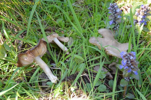 Entoloma sepium - 