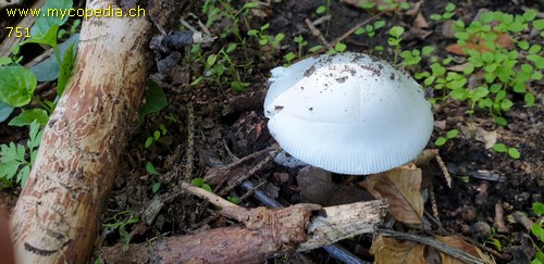 Amanita lactea - 