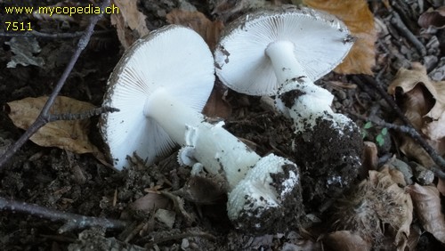 Amanita pantherina - 