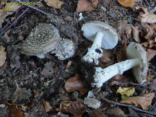 Amanita pantherina - 